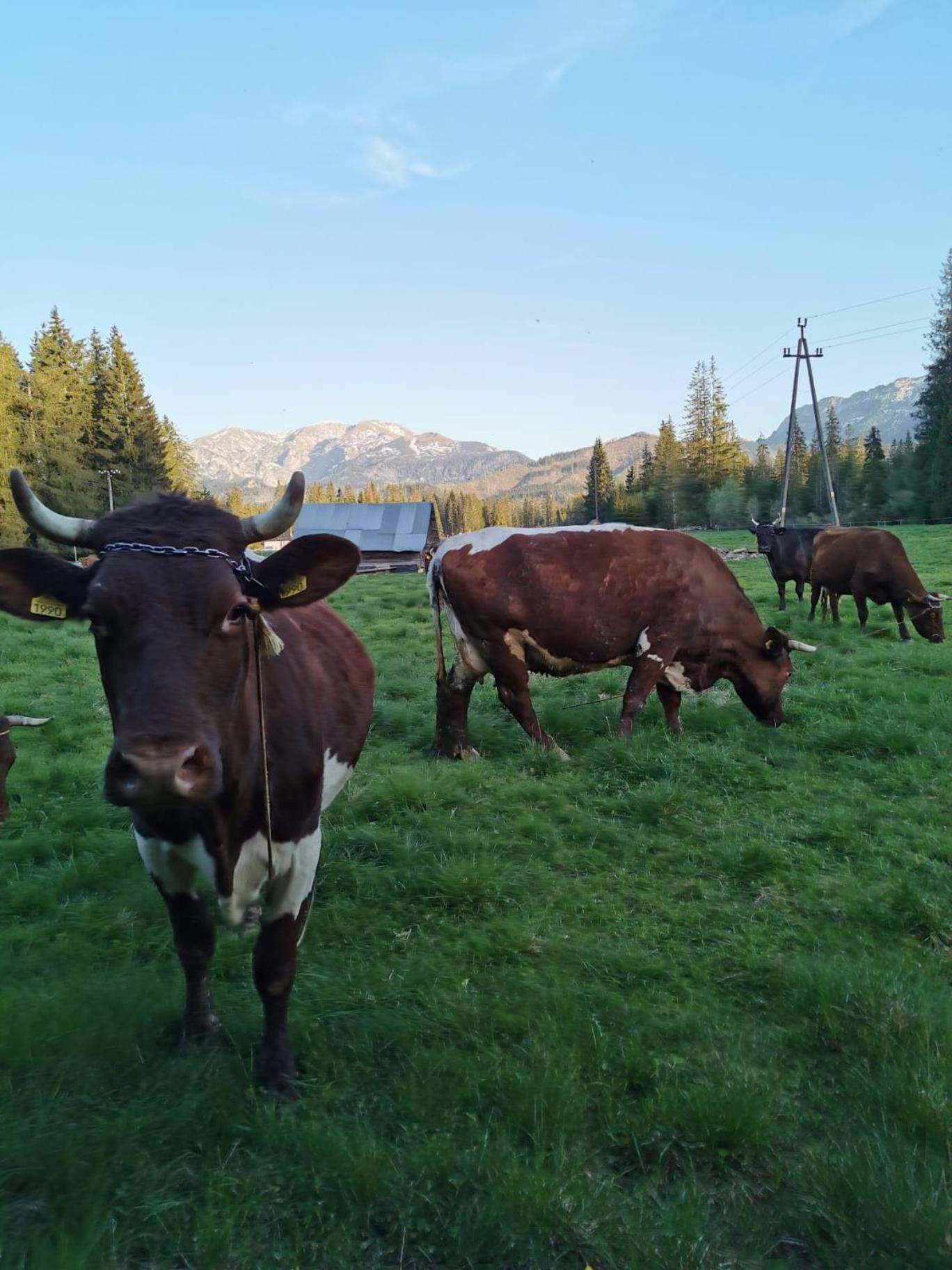 Domek Drewniany Krokus Witów Dış mekan fotoğraf